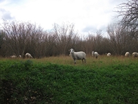 cantara piccole gole30122011 217